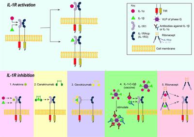 Targeting IL-1β in the Treatment of Atherosclerosis